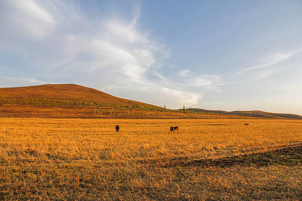 istock Golden Grassland with Cattle Under Blue Sky 2252288270