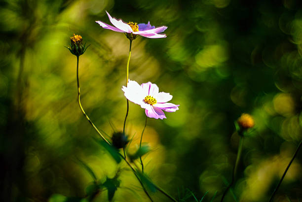 Close-up of delicate pink cosmos flowers with blurred green bokeh background, illuminated by natural sunlight. Showcases floral beauty and natural light effects.