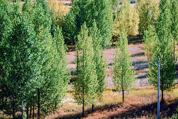 Scenic view of autumn trees in a rural landscape, with green foliage, yellowing leaves, and a power pole, showcasing nature's seasonal transformation in an outdoor setting.