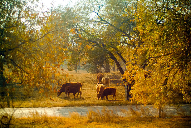 Autumn pastoral scene with cows grazing in a field surrounded by golden-leaved trees, bathed in warm sunlight. Rural, tranquil countryside landscape with fall foliage.