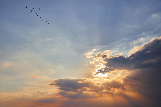 istock Low angle view of birds flying in sky during sunset 2252291187