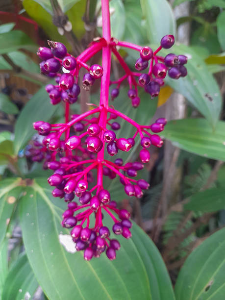 Parijata or Parijoto (Medinilla speciosa) is a perennial epiphytic plant in the genus Medinilla, family Melastomataceae. The fruit contains antioxidants and beta-carotene in significant levels.