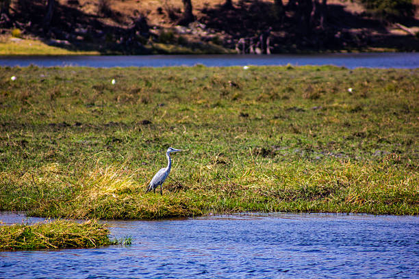 A grey heron (Ardea cinerea) stands alert along the grassy edge of a river in Chobe National Park, Botswana. The tall wading bird is photographed in profile, displaying its slender grey body, long neck, and sharp bill as it surveys the water for fish and other prey.Grey herons are widespread across Africa, Europe, and Asia and are commonly found in wetlands, floodplains, and river systems. This individual appears to be an adult, based on its size and plumage. Sex cannot be determined visually, as males and females are similar in appearance. The image captures classic hunting posture and highlights the calm, open wetland landscape of northern Botswana.