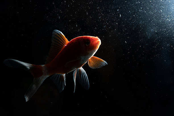 Gold fish in aquarium in close up on black background