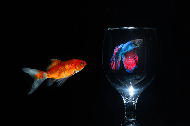 goldfish aquarium