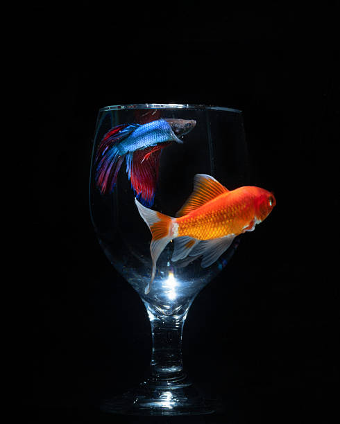 istock Blue Red Siamese Fighting Fish with gold fish in close up 2252292982
