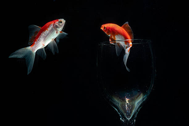 istock Gold fish in aquarium in close up on black background 2252292994