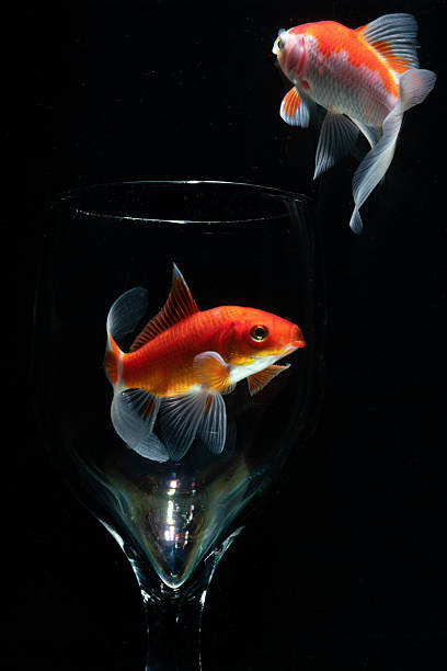 istock Gold fish in aquarium in close up on black background 2252293019