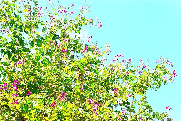 Hongkong orchid tree, Pa Maet, Phrae, Thailand, bauhinia blakeana, genus bauhinia, native to Hongkong, hybrid legume tree, big green leaves, crimson and butterfly-like blossoms, impressive tree, nature experience, very good appearance, attraction, point of interest