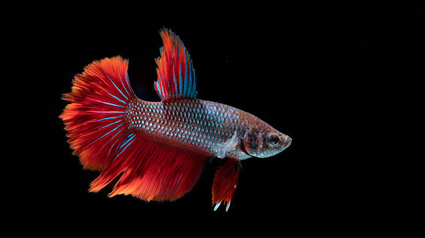 istock Blue Red Siamese Fighting Fish in close up 2252293197