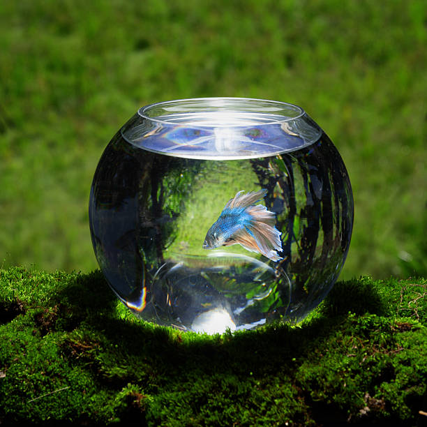 Siamese Fighting Fish in Aquarium with green grass