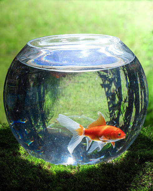 istock Gold Fish in Aquarium with green grass 2252293338