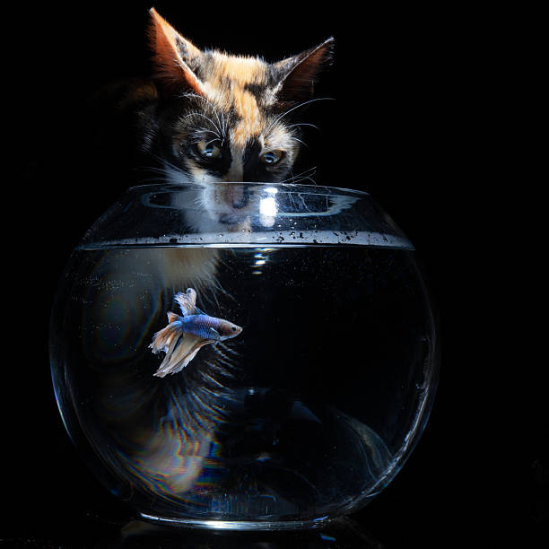 istock Cat play with Siamese Fighting Fish in aquarium 2252293341