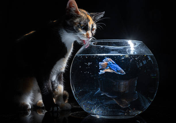 goldfish