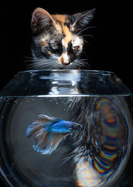 Cat play with Siamese Fighting Fish in aquarium
