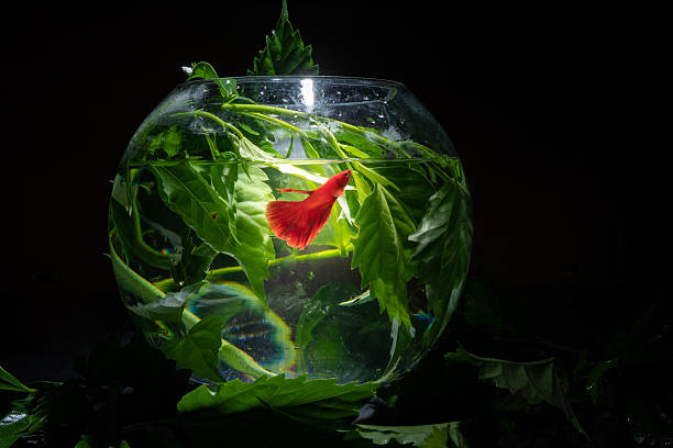istock Siamese Fighting Fish in Aquarium with green leaves 2252293461