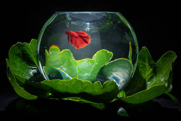 istock Siamese Fighting Fish in Aquarium with green leaves 2252293490