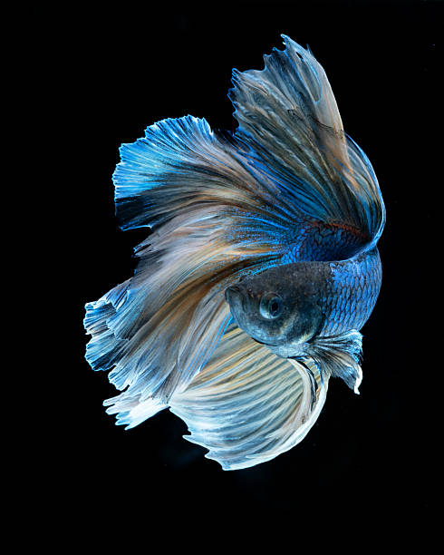 istock Blue Siamese Fighting Fish in close up 2252293541