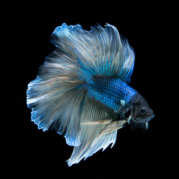 istock Blue Siamese Fighting Fish in close up 2252293580