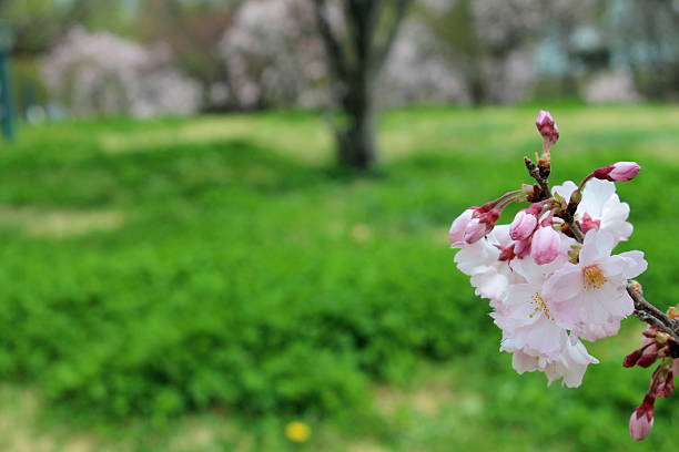 Japan's beautiful cherry trees in full bloom with the arrival of spring