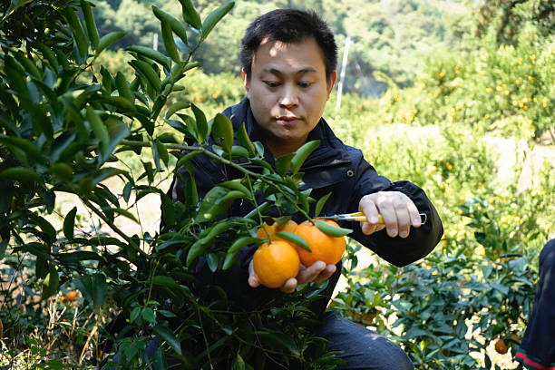 A man is picking oranges in the orchard