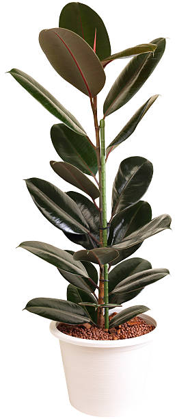 istock Ficus elastica plant in white pot 2252298466
