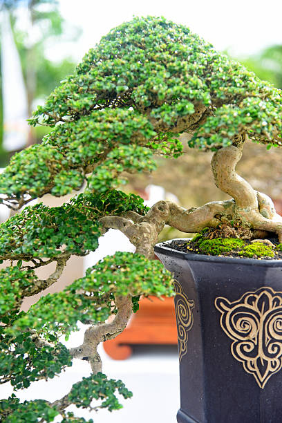 istock Bonsai tree in details and close up 2252299773