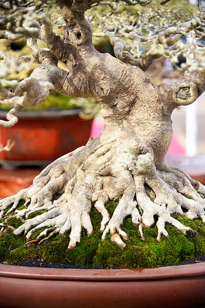 istock Bonsai tree in details and close up 2252299850