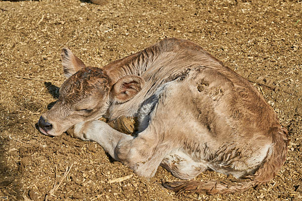 Brown and white calf is resting comfortably in a lush green meadow dotted with wildflowers on a sunny day