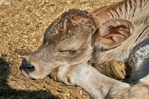 Close-up portrait of a calf resting under sunlight