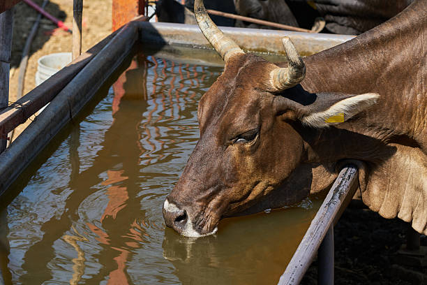 istock Cow drinking water from a trough 2252300178