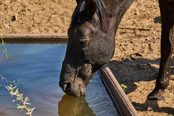 Horse hydrating at a rural water trough