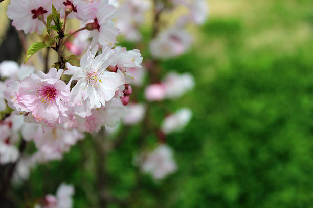 Japan's beautiful cherry trees in full bloom with the arrival of spring