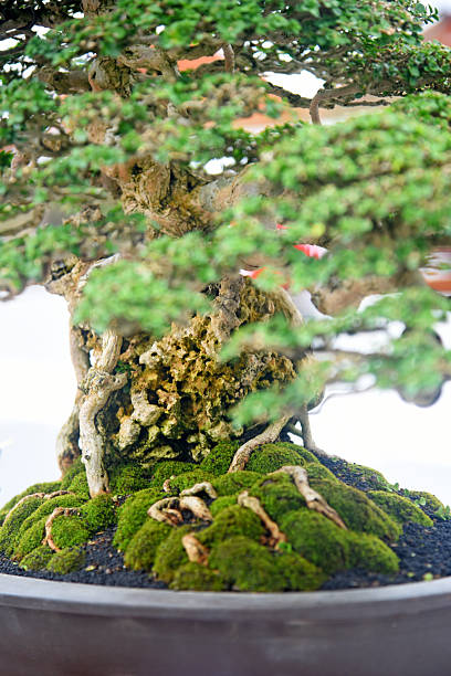 istock Bonsai tree in details and close up 2252300833
