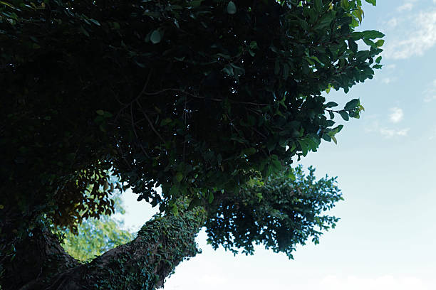 Plant and leaves bush garden