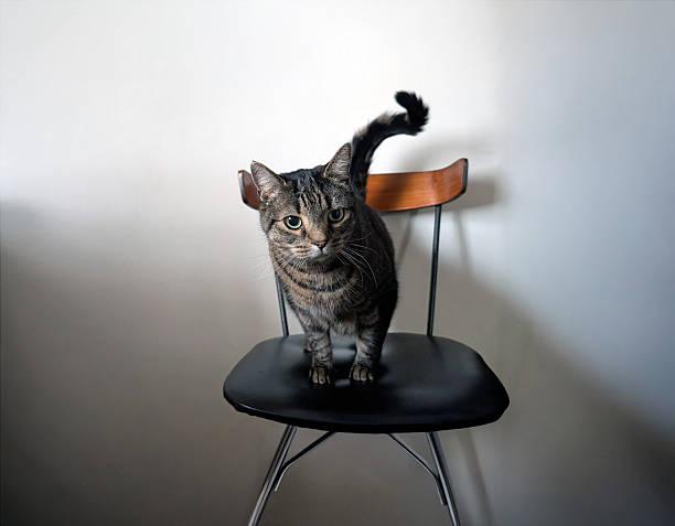 istock Tabby Cat Posed on Modern Chair in Minimalist Interior 2252304046