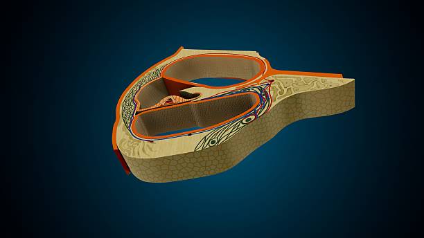 istock Ear section cochlea anatomy. 3d illustartions 2252304885