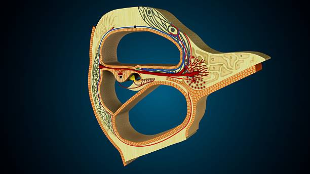 Human auditory system model with the cochlea