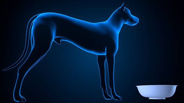 istock Dog salivation image anatomy. 3d render 2252304997