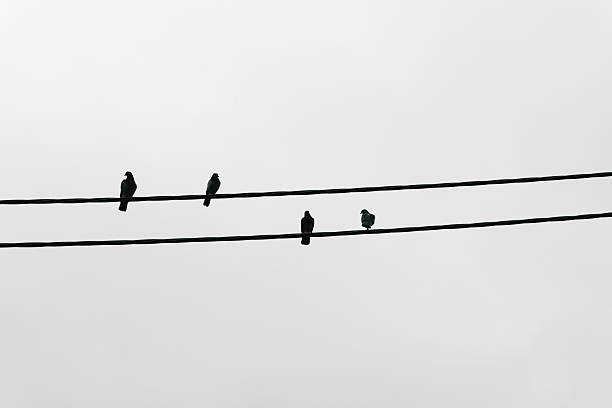 Rock pigeon, Columba livia, resting on electrical wires on an overcast day.