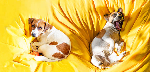 funny jack russell terrier yawning rests on a yellow wig under the sun's rays