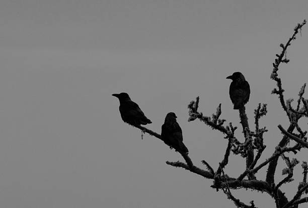 istock Raven Silhouette on a Branch  Dramatic Bird Scene in Backlight 2252309538