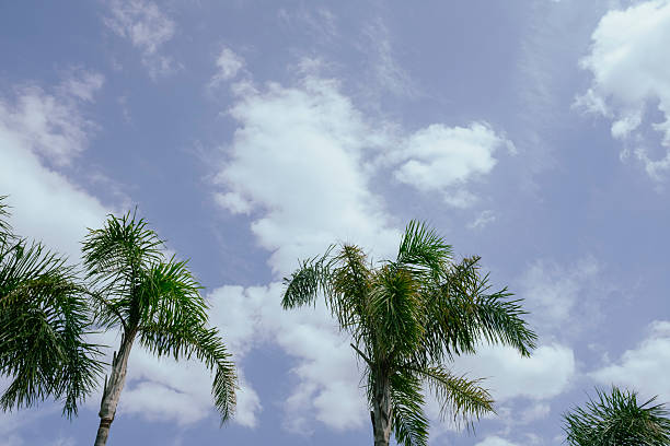 Palm trees in a row on a tropical blue sky with some clouds vacation holidays background