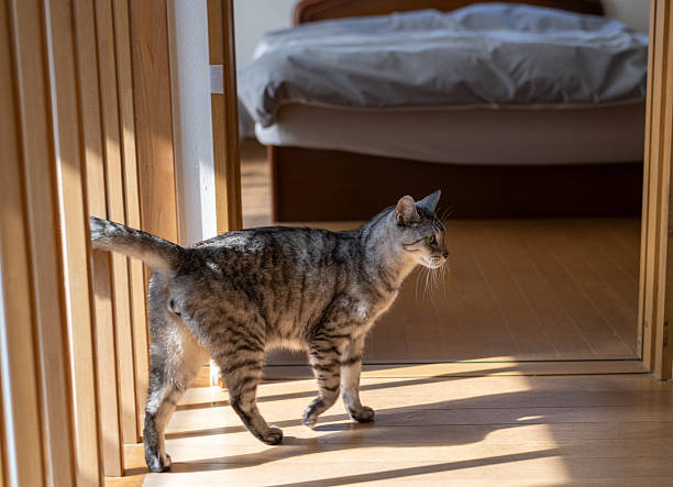 istock Cat walking in the house 2252313703
