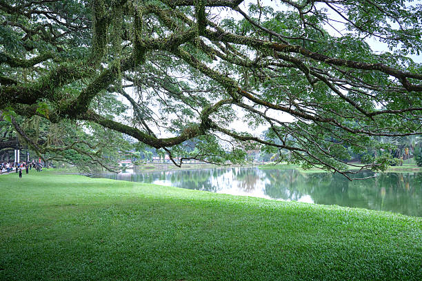 istock Beautiful Rain Tree Over Lake Gardens,  Taiping 2252315259