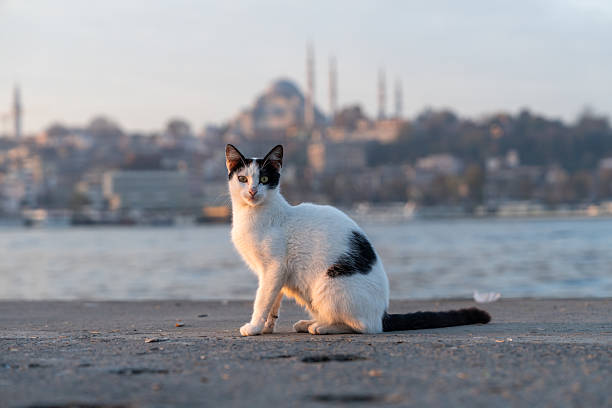 White and black cat posing on concrete against a blurred background of the Bosphorus and city