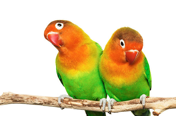 istock Pair of lovebirds 2252317505
