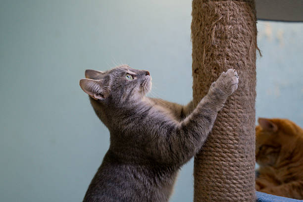 A cat uses a scratching post in a room with blue walls and warm lighting during daytime.