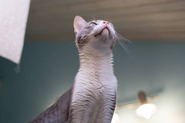 istock A cat stands on a surface, gazing upward at the ceiling lights in a room 2252317775