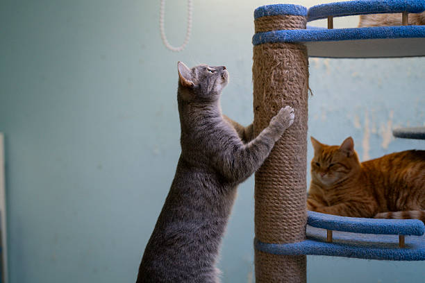 istock A gray cat is climbing a scratching post while a ginger cat relaxes on a shelf in a shelter 2252317785